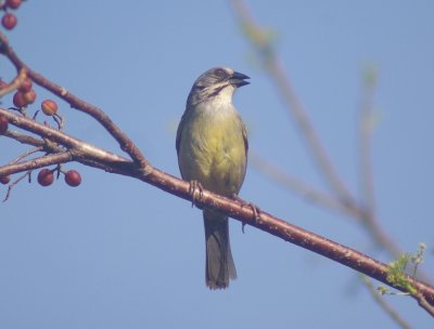 Zapata sparrow