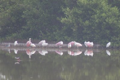 Roseate Spoonbills and others