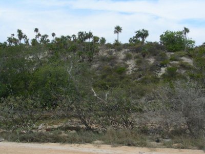 Cuban habitat