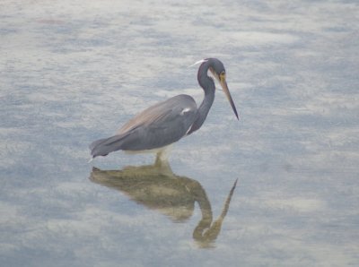 Tricolored Heron