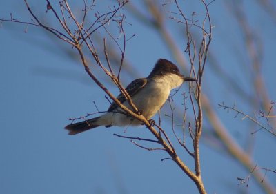 Loggerhead Kingbird