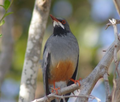 Red-legged Thrush