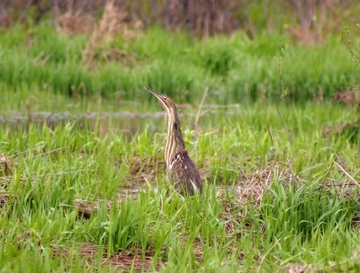 American Bittern