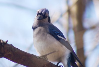 Blue Jay