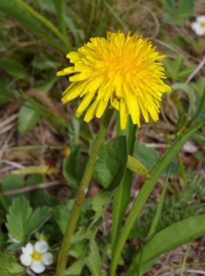 Dandelion