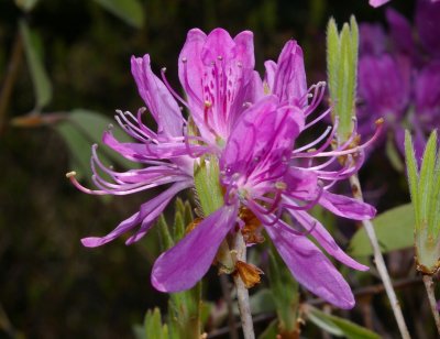 Rhodora