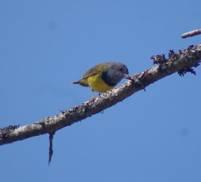 Mourning Warbler