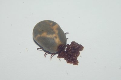 American Dog tick...engorged female with eggs