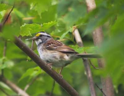 White Throated Sparrow....CF