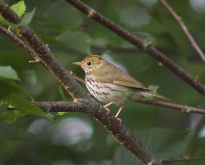 Ovenbird