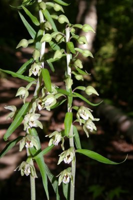 Broad-leaved Helleborine