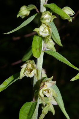 Broad-leaved Helleborine