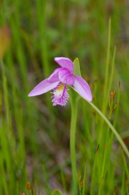 Rose Pogonia