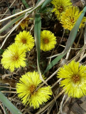 Coltsfoot