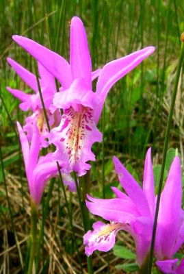 Dragons-mouth Orchid