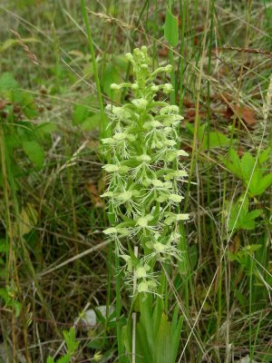 Ragged-fringed Orchid