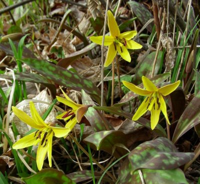 Trout Lily