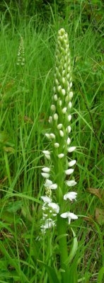 Tall Leafy White Orchid