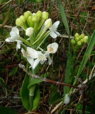 White Fringed Orchid