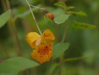 Spotted Touch-me-not (Jewelweed)