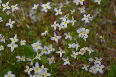 Bluet