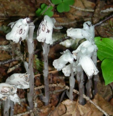 Indian Pipe 