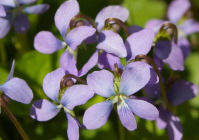 Purple Violet