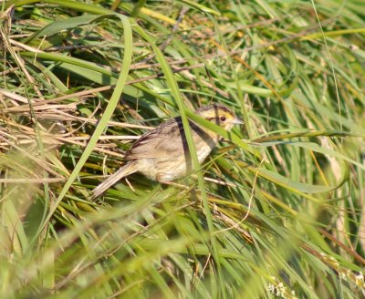Nelsons Sharp-tailed Sparrow