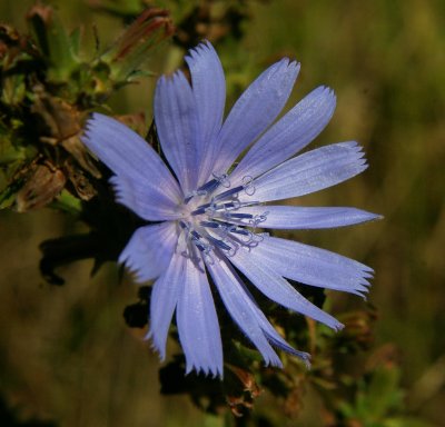 Chicory