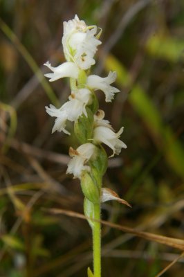 Nodding Ladies-tresses