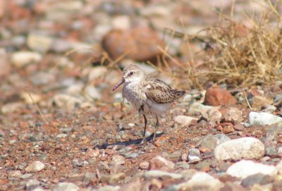 Semipalmated Sandpiper