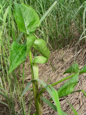 Jack-in-the-pulpit