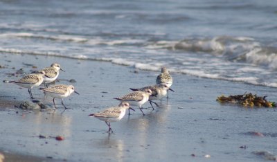 Sanderling