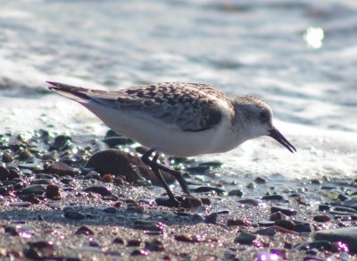 Sanderling