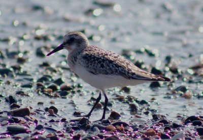 Sanderling