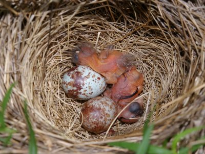Song Sparrow chicks