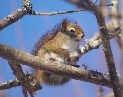 red_squirrel