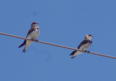 Bank swallow