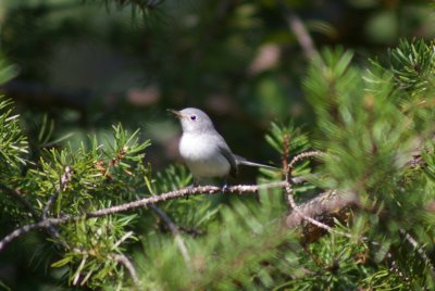 Blue-grey Gnatcatcher