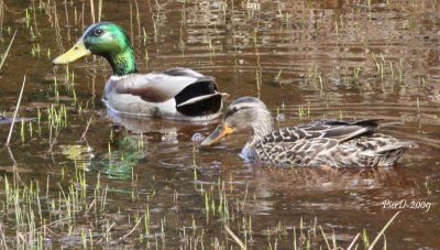 IMG_2586_1-a copy.jpg