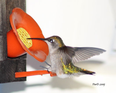 colibri femelle