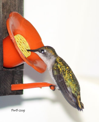 colibri femelle