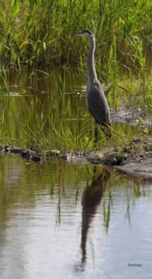 heron