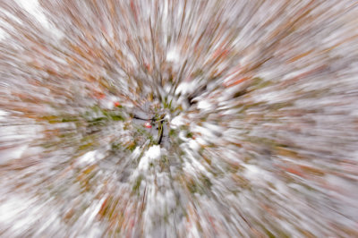 berries in snow (radial zoom)