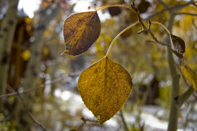 two brown leaves