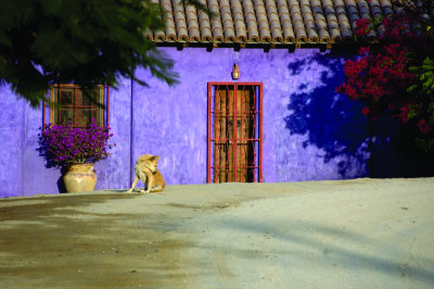 purple house with yellow dog