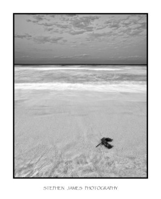 Seaweed