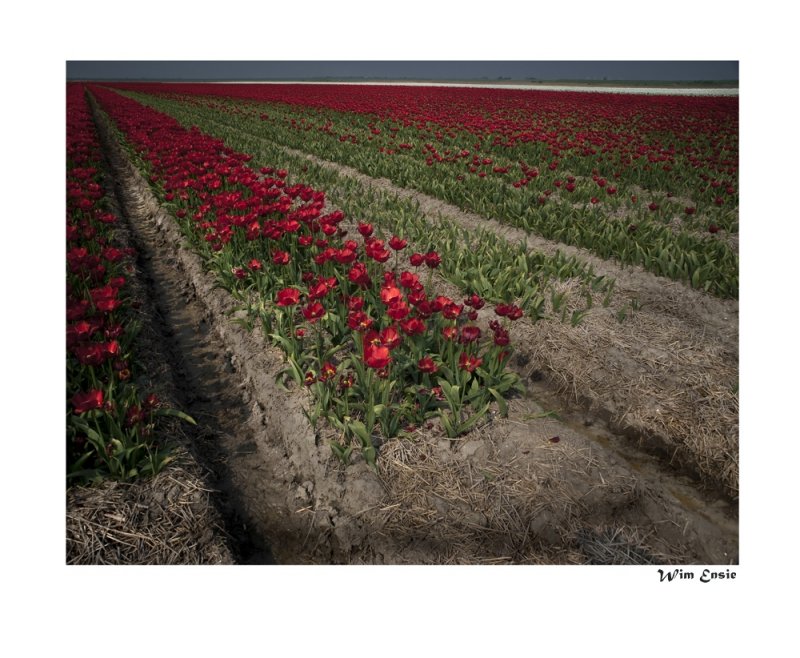 tulips triangle