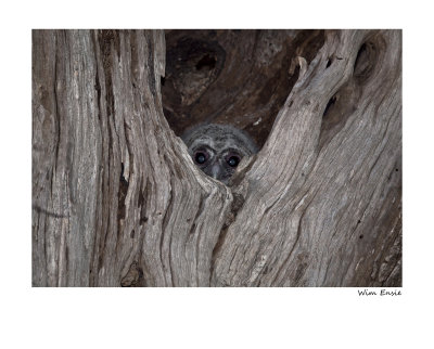 curious baby owl