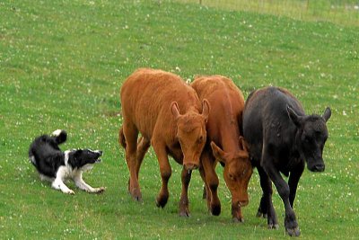 Flik-Border Collie